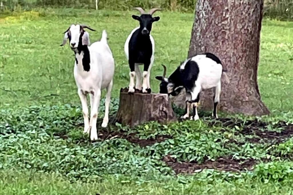 Bourbon Trail: Caboose On The Farm Villa Lawrenceburg Bagian luar foto